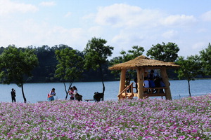 ▲ 구리한강시민공원을 찾은 시민들이 코스모스밭에서 즐거워하고 있다.  <사진=구리시 제공>