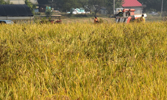 ▲ 본격적인 수확철이 시작된 20일 안성시 양성면 들녘에서 농부들이 바쁘게 콤바인을 움직이며 가을걷이를 하고 있다.  안성=홍승남 기자 nam1432@kihoilbo.co.kr