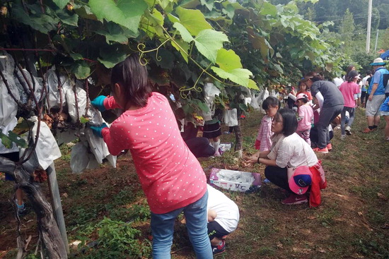 ▲ 부천 포도농장을 찾은 가족이 수확 체험에 열중하고 있다.  <사진=부천시 제공>