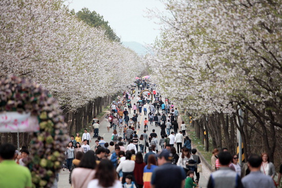 ▲ 여주 흥천면 능북로 7.5㎞에 이르는 벚꽃길은 남한강을 배경으로 봄 정취를 만끽할 수 있어 많은 이들의 사랑을 받고 있다. 사진은 지난해 첫 벚꽃축제를 즐기고 있는 관광객들. <여주시 제공>