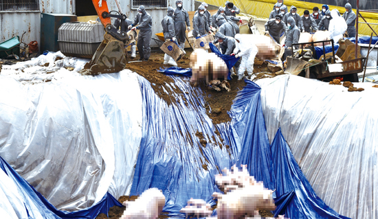 ▲ 27일 구제역 확정 판정을 받은 김포시의 한 돼지농가 인근 공터에서 돼지들이 살처분되고 있다. 농림축산식품부에 따르면 이 농가에서 발견된 구제역은 ‘A형’으로 국내에서 이 형질의 구제역이 발생한 것은 이번이 처음이다.  김포=홍승남 기자 nam1432@kihoilbo.co.kr