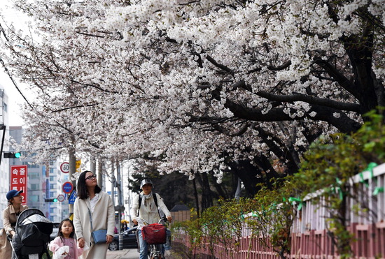 ▲ 2일 오후 수원시 영통구 매탄동 산책로에 벚꽃이 만개한 가운데 시민들이 봄 정취를 만끽하고 있다.  홍승남 기자 nam1432@kihoilbo.co.kr