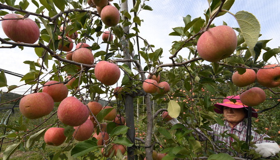 ▲ 찬 이슬이 맺히기 시작한다는 절기상 한로인 8일 오후 수원시 광교산 한 사과밭에서 사과를 수확하고 있다. 홍승남 기자 nam1432@kihoilbo.co.kr