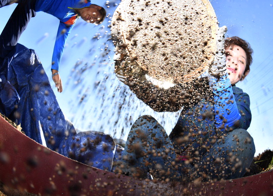 ▲ 25일 인천시 서구 검암동의 한 농가에서 시민이 수확한 들깨를 채에 담아 털고 있다.  이진우 기자 ljw@kihoilbo.co.kr