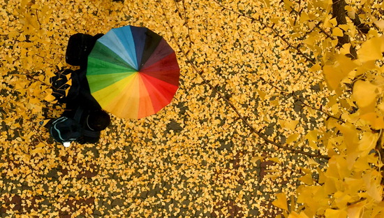 ▲ 전국적으로 미세먼지를 씻겨주는 가을비가 내린 8일 인천시 남동구의 한 거리에서 학생들이 옹기종기 우산을 쓰고 발걸음을 재촉하고 있다.  이진우 기자 ljw@kihoilbo.co.kr