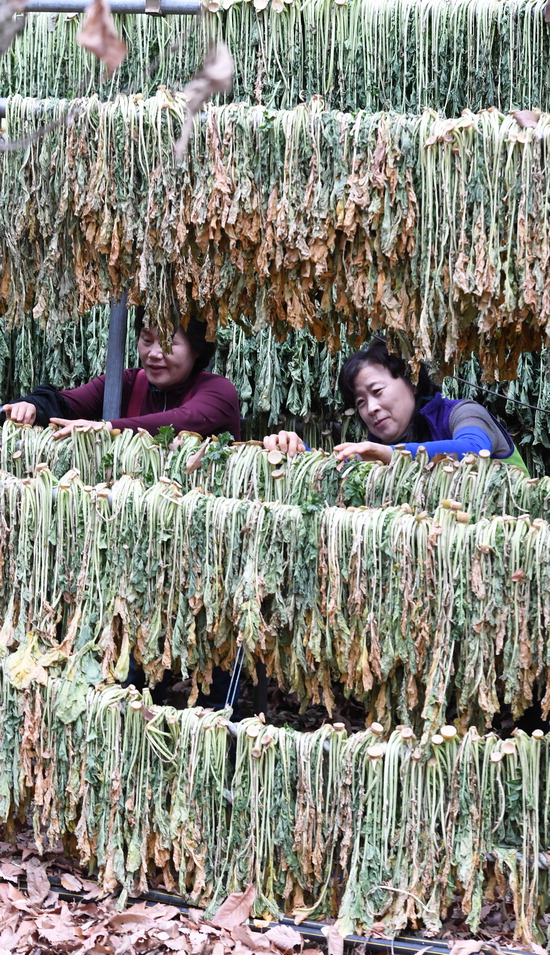 ▲ 수원시 장안구의 한 농원 직원들이 29일 오후 시래기를 만들기 위해 무청을 말리고 있다.  홍승남 기자 nam1432@kihoilbo.co.kr