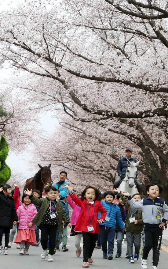▲ 어린이들이 9일 과천시 주암동 렛츠런파크 서울에서 말과 함께 벚꽃길을 걷고 있다. 오는 14일까지 계속되는 벚꽃축제에는 플리마켓과 푸드트럭 등 봄나들이를 즐길 수 있는 부대시설과 말이 함께 하는 포니 퍼레이드가 준비돼 있다.  과천=홍승남 기자 nam1432@kihoilbo.co.kr