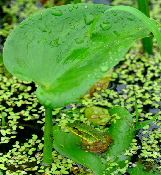 ▲ 폭염을 식혀주는 시원한 단비가 내린 12일 인천시 서구의 한 습지에서 개구리가 휴식을 취하고 있다.  이진우 기자 ljw@kihoilbo.co.kr