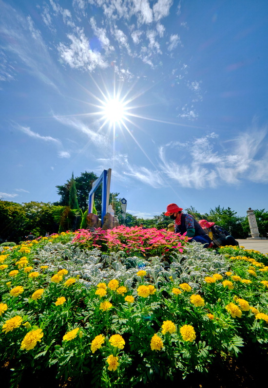 ▲ 청명한 날씨를 보인 16일 인천시 중구 자유공원 일대에서 중구청 공원녹지과 관계자들이 화단에 가을 꽃과 화초를 심으며 분주하게 움직이고 있다. 이진우 기자 ljw@kihoilbo.co.kr