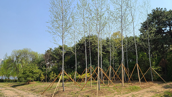 국립산림과학원에서 기증받은 은사시나무가 양묘장에 이식돼 있다.