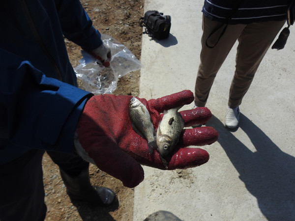 화성환경운동연합 관계자들이 화재현장 인근 하천에서 죽은채떠오른 물고기를 들고 있다.<사진=화성환경운동연합 제공>