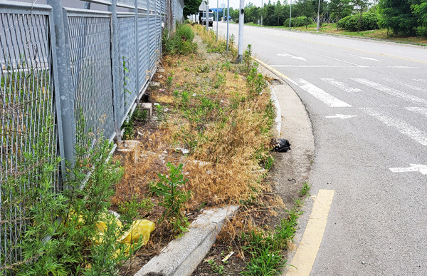 평택항 자유무역지역 내 도로변의 수풀들이 무성하게 자라나 있다.