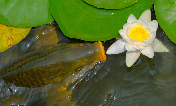 코로나19 방역조치 강화로 폐쇄됐다가 6일 다시 개방된 인천시 남동구 인천대공원 연못에서 잉어가 수련 꽃 사이를 헤엄치고 있다.  이진우 기자 ljw@kihoilbo.co.k