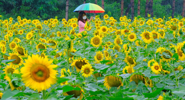인천시 서구 드림파크 야생화 단지가 해바라기로 장관을 이룬 가운데 지난 10일 정원에서 우산 쓴 시민이 산책을 하고 있다.  이진우 기자 ljw@kihoilbo.co.kr
