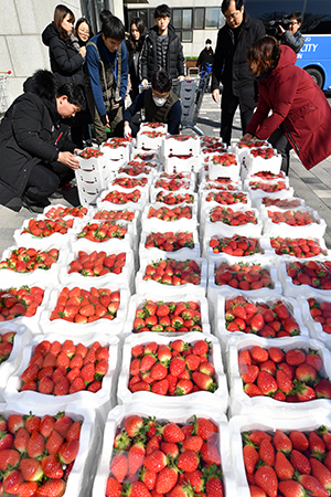 올해 2월 중국 우한 교민을 수용한 진천군 주민들을 위해 특산품인 딸기 팔아주기로 구매한 딸기가 수원시청에 도착한 모습.
