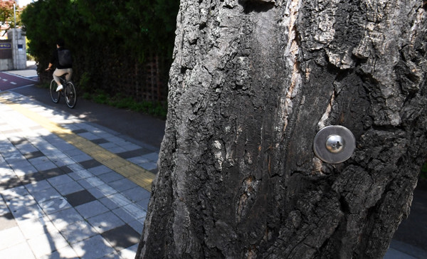 수원시 영통구 동수원로 일대 은행나무들에 나사못이 박혀 있다.   홍승남 기자 nam1432@kihoilbo.co.kr