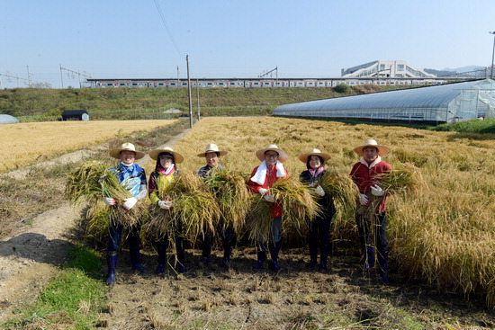 양평군의회 의원들이 지난 19일 영농 현장을 찾아 수확한 벼를 들어보이고 있다.  <양평군의회 제공>