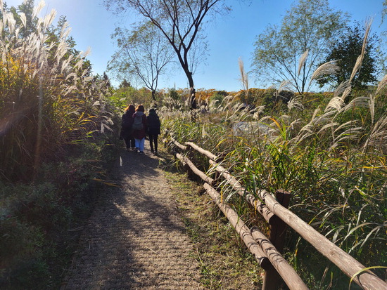 코로나19가 1단계로 완화된 이후 인천대공원을 찾은 시민들이 호수 주변 억새풀 사이를 거닐고 있다.   한동식 기자 dshan@kihoilbo.co.kr
