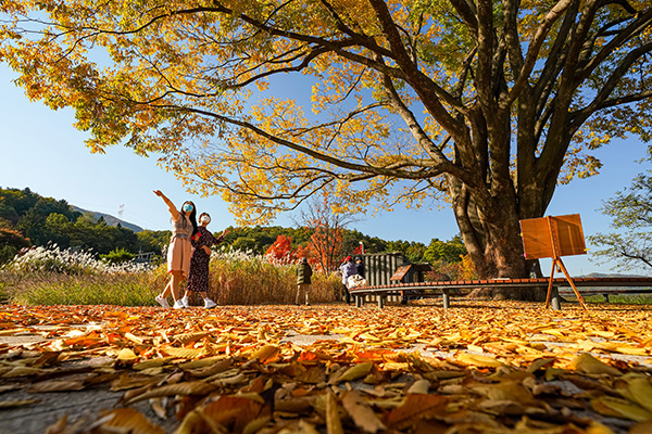 수청나루터를 찾은 관광객들이 가을의 정취를 만끽하고 있다.