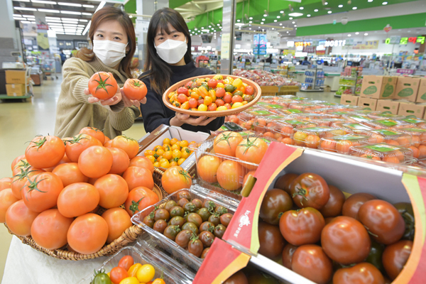 농협 하나로마트를 운영하는 농협유통이 완숙토마토, 황금대추 방울토마토 등을 판매한다고 밝혔다. 사진은 12일 서울 서초구 하나로마트 양재점에서 토마토를 소개하는 모델들.  <농협유통 제공>