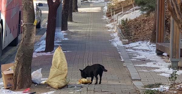 20일 오후 수원시 권선구 호매실동에 목줄을 하지 않은 개가 쓰레기 봉투를 뒤지고 있다. 홍승남 기자 nam1432@kihoilbo.co.kr