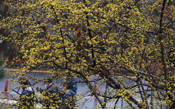 전국적으로 반가운 봄비가 내린 13일 수원시 팔달구 한 공원에 노란 산수유꽃이 활짝 피었다.  홍승남 기자 nam1432@kihoilbo.co.kr