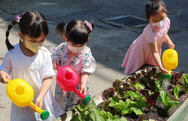 양진초등학교 병설유치원생들이 텃밭에서 채소를 직접 키워보는 교육활동인 로컬푸드 행사에 참여했다.