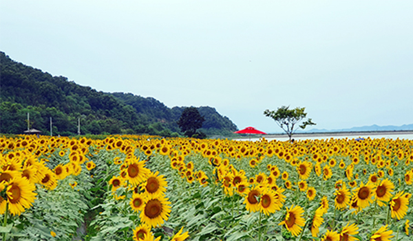 난정리 해바라기정원.