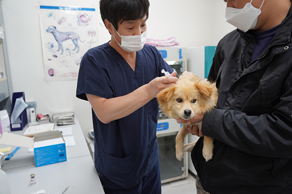경기도 반려동물센터에서 강아지 예방접종을 진행했다.