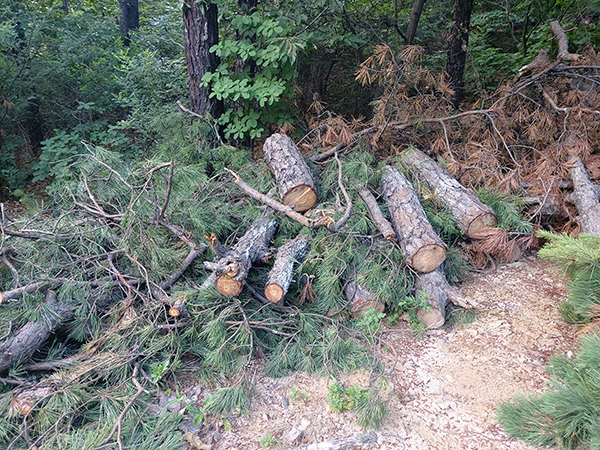 육군 체력단련장에서 벌목한 나무 등을 무단으로 방치하다 행정당국에 의해 적발됐다(사진=제보자 제공)