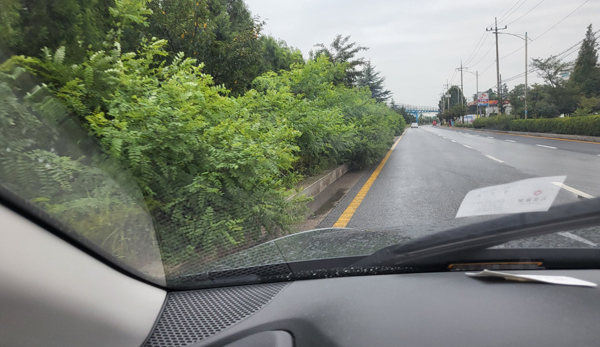 인천시 연수구 아암대로 다차선 도로 중앙에 심은 키 작은 나무가 자라 1차로까지 침범하는 통에 인근을 달리는 차량 운전자들이 애를 먹는다.