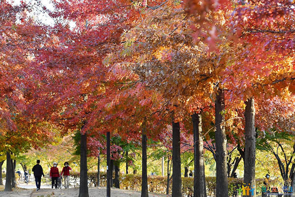 만석공원에 붉게 물든 단풍이 가득하다.