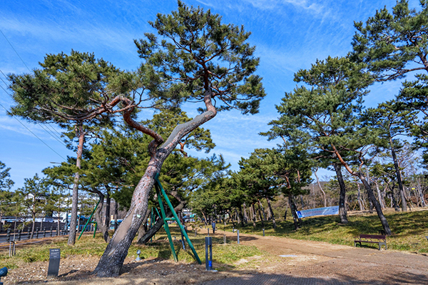 겨울에도 녹음을 뽐내는 소나무가 계절을 잊게 하는 노송공원.