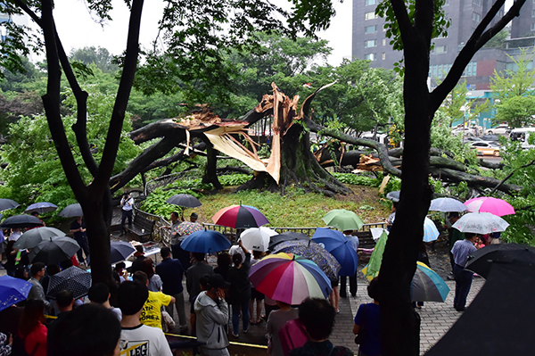 2018년 6월 비바람이 몰아쳐 영통 느티나무가 부러졌다.
