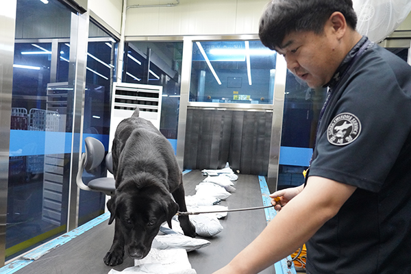 마약탐지견 케이가 인천공항 국제우편세관 수하물 컨베이어벨트에서 마약을 탐지 중이다.