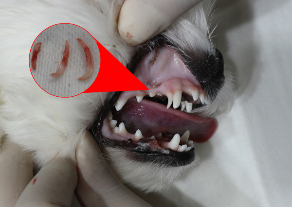유치가 빠지지 않은 강아지의 치아 상태. 영구치와 유치 사이에 이물질이 낀다.(동그라미 안 은 송곳니 유치 발치 후 모습.)