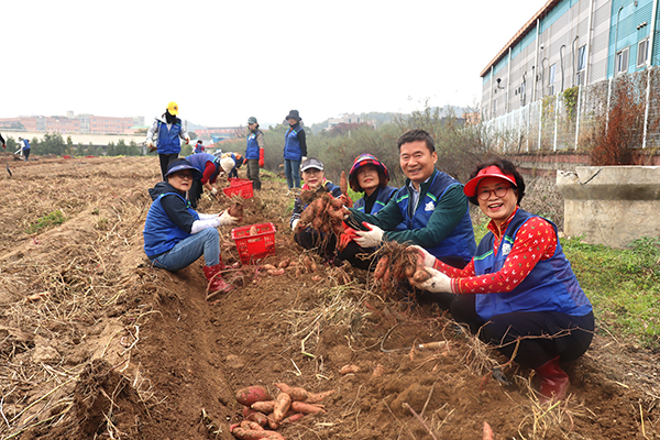 시범포사업으로 고구마를 수확하는 모습.