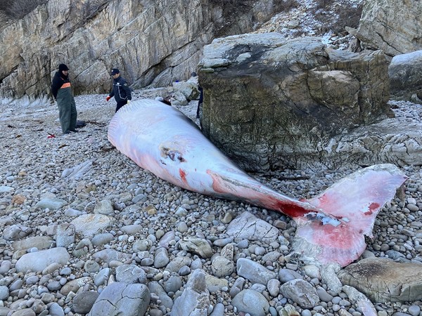 지난 25일 인천시 옹진군 백령도 고봉포 인근 해안에서 발견된 길이 7.4m의 밍크고래 사체. <사진=인천녹색연합>