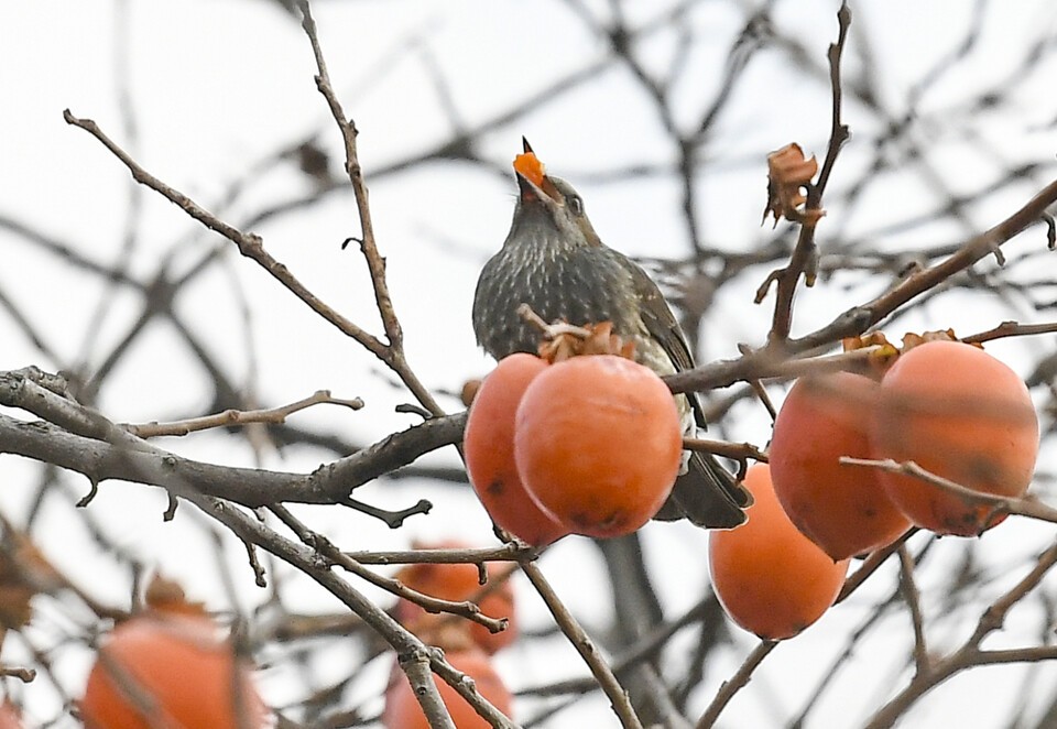 25일 수원시 팔달구 수원화성 창룡문 인근의 한 감나무에서 직박구리가 감을 먹고 있다. 김태완 기자 lift@kihoilbo.co.kr