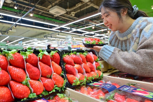 25일 하나로마트를 운영하는 농협유통은 딸기의 고장인 충남 논산에서 출하된 '킹스베리'를 올해 처음 판매한다고 밝혔다. 하나로마트 양재점에서 판매 중인 '킹스베리'를 선보이고 있다. <농협유통 제공>