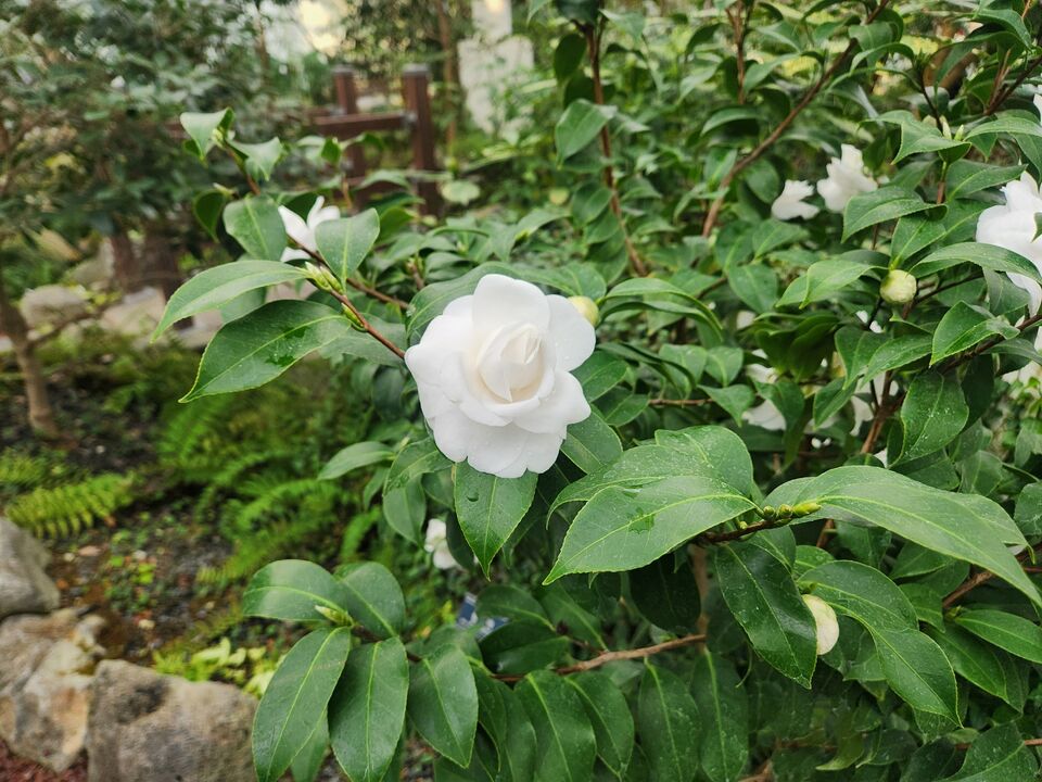 여주 황학산수목원 난대식물원에 있는 흰겹동백