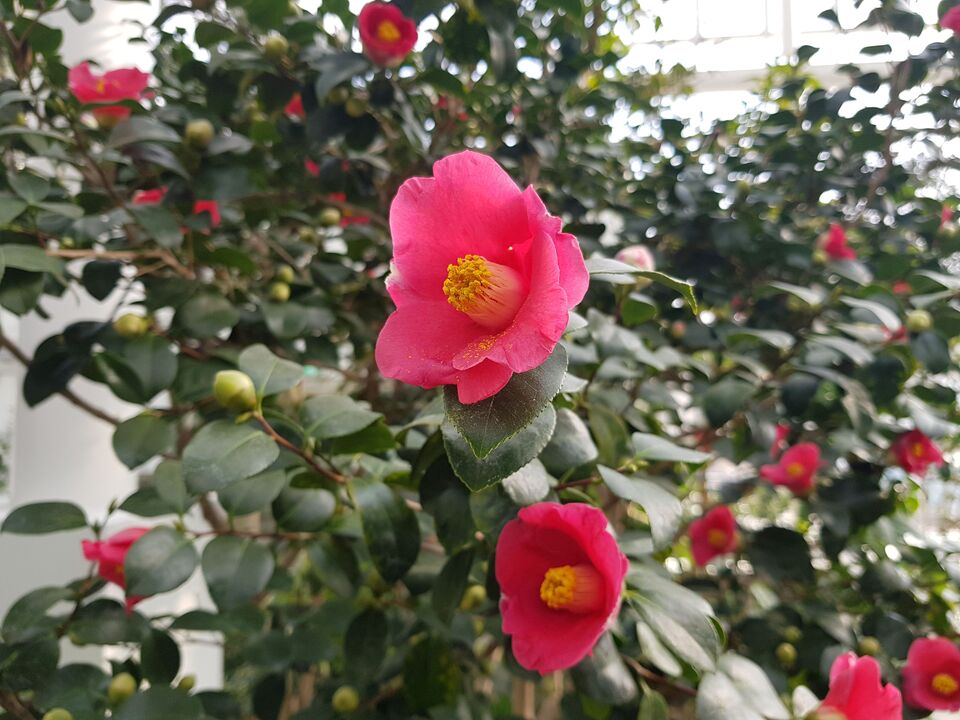 여주 황학산수목원 난대식물원에 있는 애기동백