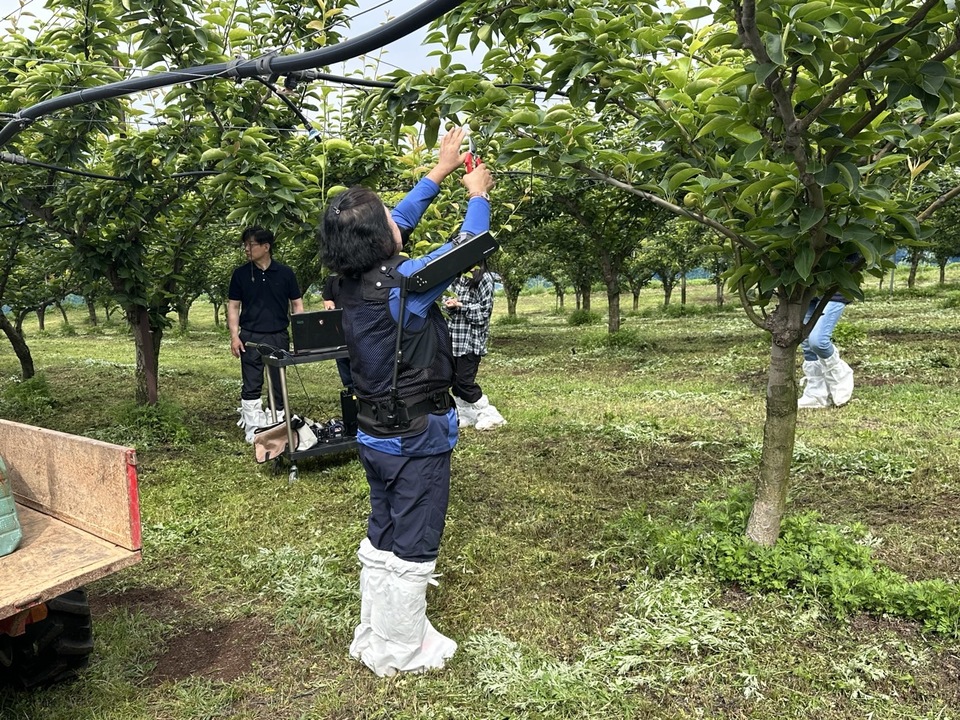 안성시, 배 농가 대상 근력보조 <b>로봇</b> 실증 추진