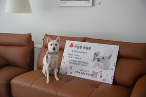 유기견 아니죠… 행복 전도사라 불러줘요