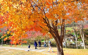거리는 막바지 가을빛