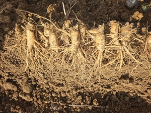 &apos;강화고려인삼&apos; 최고 품질 인삼으로 명맥 잇는다