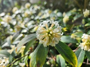 겨울에도 푸르른 여주 황학산수목원 난대식물원